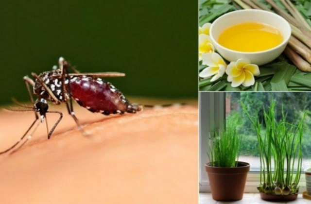 Những Phương Pháp An Toàn Để Đuổi Và Tiêu Diệt Muỗi Tại Nhà