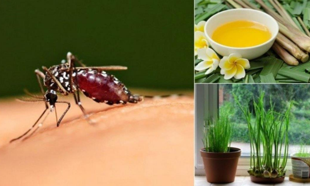 Những Phương Pháp An Toàn Để Đuổi Và Tiêu Diệt Muỗi Tại Nhà